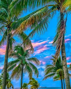 palmtrees